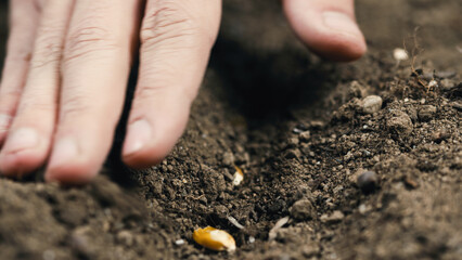 planting corn seed into the ground