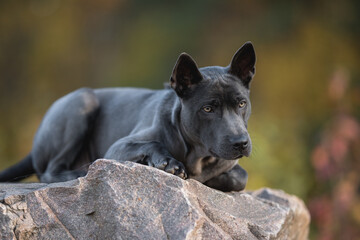 Thai Ridgeback dog lying on a large stone against the backdrop of a sunset autumn forest