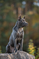 Thai Ridgeback dog sitting on a large stone against the backdrop of a sunset autumn forest