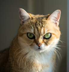 portrait of a red cat with green eyes, golden chinchilla tartan breed