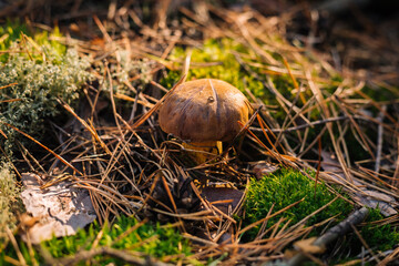 Edible boletus mushroom growing in green moss at pine forest