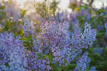 Spring branch of blossoming lilac closeup. flowers background