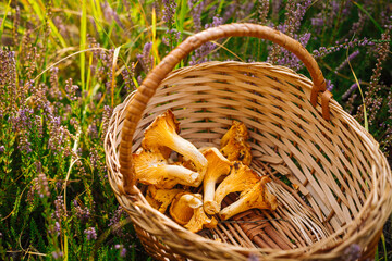 Tasty raw orange chantarelles in the wicker basket in green grass with heather flowers