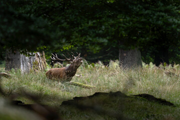 Red deer during rutting time. Roaring deer in nature. European wildlife. Denmark royal park. 