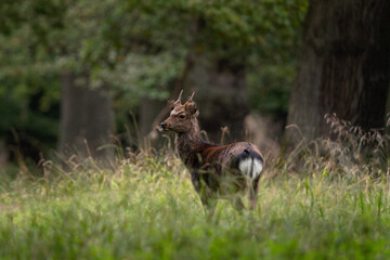 Sika deer in the Denmark's park. Deer during autumn season. European animals. 