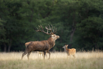 Red deer during rutting time. Roaring deer in nature. European wildlife. Denmark royal park. 