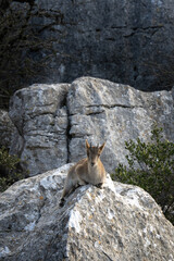 Rare Iberian ibex on the rock. Ibex in the natural habitat. Winter in the Sierra Nevada mountains. European wildlife. 