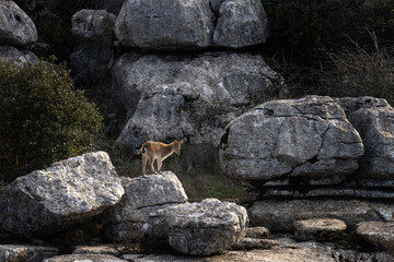 Rare Iberian ibex on the rock. Ibex in the natural habitat. Winter in the Sierra Nevada mountains. European wildlife. 