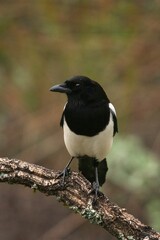 Eurasian magpie on the branch. Curious magpie during winter. European wildlife. 