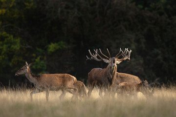 Red deer during rutting time. Roaring deer in nature. European wildlife. Denmark royal park. 
