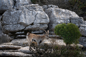 Rare Iberian ibex on the rock. Ibex in the natural habitat. Winter in the Sierra Nevada mountains. European wildlife. 