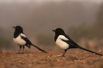 Eurasian magpie on the ground. Curious magpie during winter. European wildlife. 