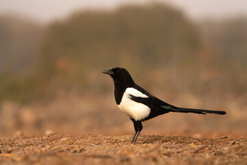 Eurasian magpie on the ground. Curious magpie during winter. European wildlife. 