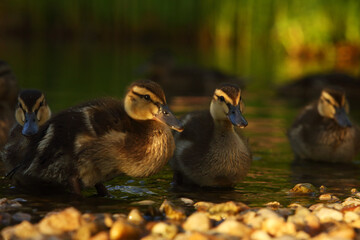 The mallard or wild duck (Anas platyrhynchos) small newborn swimming on the lake.