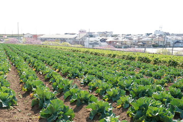 Fototapeta na wymiar agriculture in Miura city 