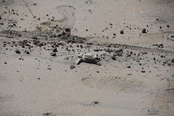 Baby turtle making their way back to the ocean
