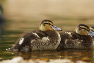 The mallard or wild duck (Anas platyrhynchos) small newborn swimming on the lake.