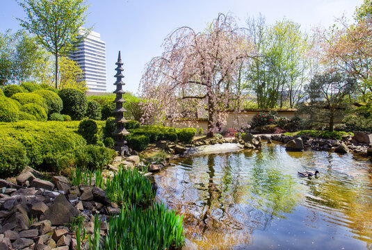 Amazing spring in japanese agrden in Kaiserslautern. Pond with KOI carps and Cherry blossom in right corner and stone lantern.