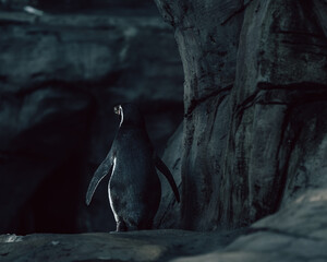 Penguin in the cave. © Faful