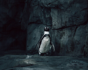 Penguin in the cave. © Faful