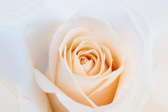 Delicate fragile rose of pale yellow color. Background for a wedding card or invitation. Selective soft focus, copy space