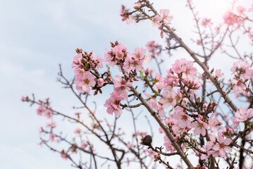 Obraz premium Spring blossom background. Beautiful nature scene with blooming tree on sunny day. Spring flowers. Beautiful orchard in Springtime. Abstract background.