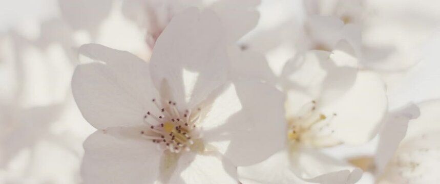 Blossoms of Japanese cherry tree blooming sunny spring macro close up