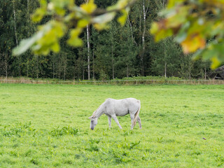 Side view to the white horse on the meadow. Wild horse.