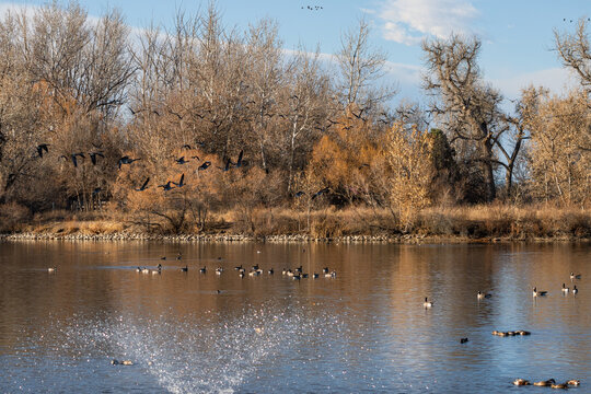 A day in late Fall at Ketring Park in Littleton, Colorado, with Canadian Geese flying through into the tall trees of the landscape and a large lake that includes a water fountain.