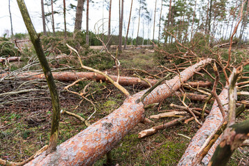 Fallen, uprooted pine trees in the forest. An adult trees lies on the ground after storm. The roots of the tree.