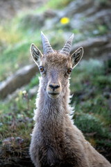 ritratto di stambecco femmina