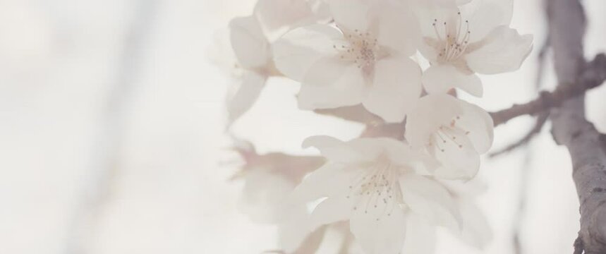 Cherry tree blossoms blooming bright spring light in macro close up