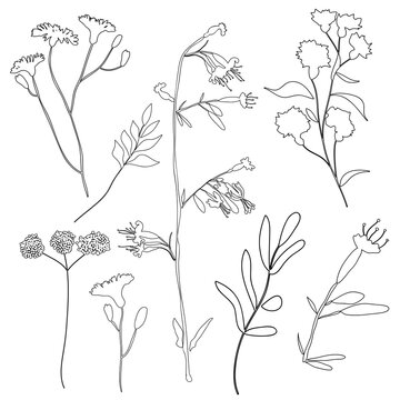 Floral outline collection. Branch and minimalist flowers. Hand drawn continuous line wild herbs, elegant leaves. Modern botanical rustic greenery. Vector illustration.