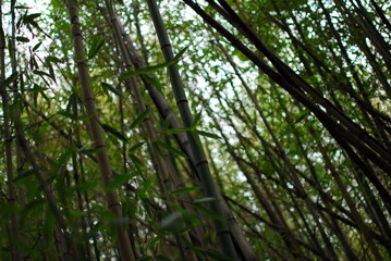 Tall bamboo trees