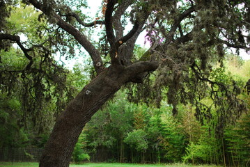 A large curved tree