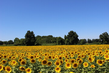 Fototapeta na wymiar field of sunflowers