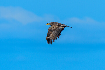 Immature Bald Eagle flying against blue sky