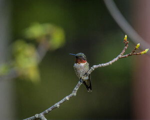 Hummingbird perched on a branch