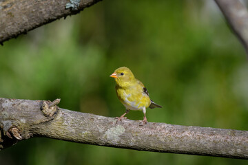 Yellow Goldfinch on branch looking at camera