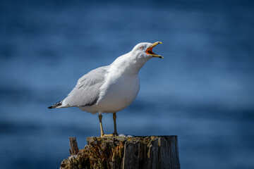 Seagull standing on wooden post with beak open