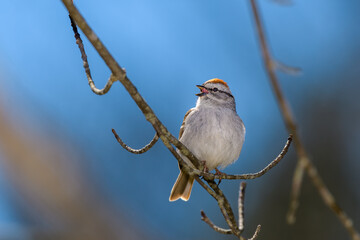 Sparrow singing while sitting on a branch with blue background