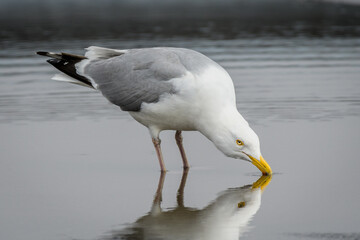 Seagull standing in shallow puddle of water and taking a drink