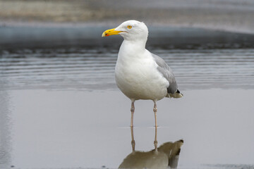Seagull standing in shallow puddle of water looking at camera