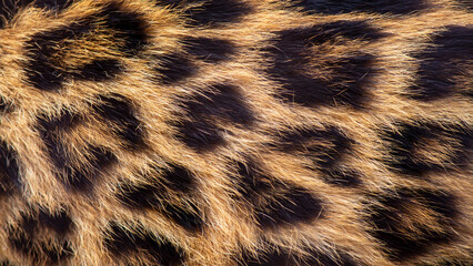 Close-up background texture of the markings on a leopard's fur