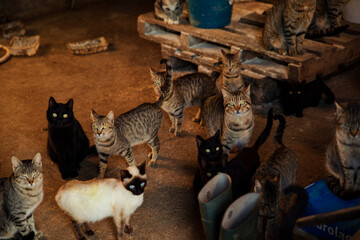 Herd of cats looking at the camera