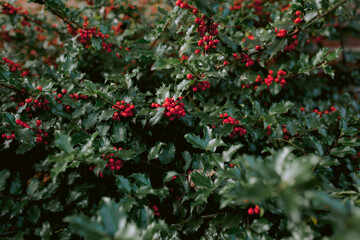 Holly bush with green foliage and red berries
