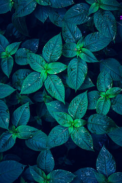 ranidrops on the green and blue plant leaves in rany days