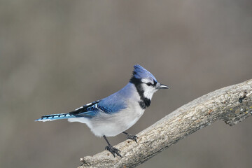 Blue jays fighting over food over feeder, flying, flapping and threatening each other for share of food, sunflower seeds or shelled peanuts with forest background