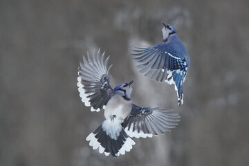 Blue Jays fighting over food at feeder on overcast winter day
