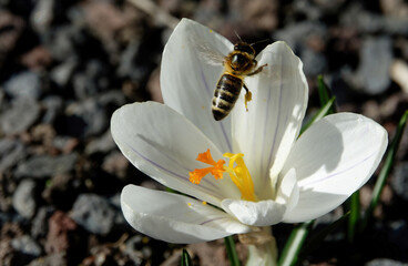 Krokus mit Biene